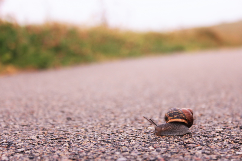 transportation, mollusk, focus, invertebrate, one animal, day, shell, road, garden, animals in the wild, animal themes, macro, gastropod, 5K, boredom