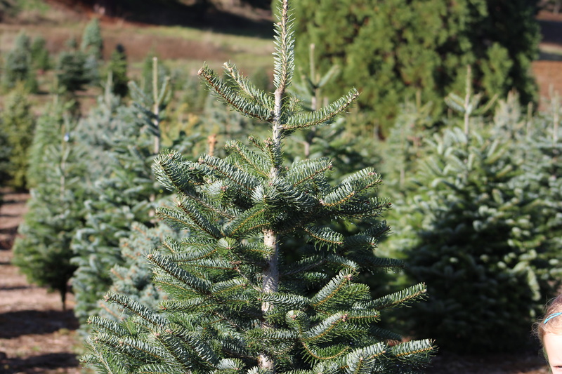 spiral, coniferous tree, beauty in nature, pine tree, christmas tree, drink, conifer, larch, sharp, focus on foreground, 5K, outdoors, selective focus