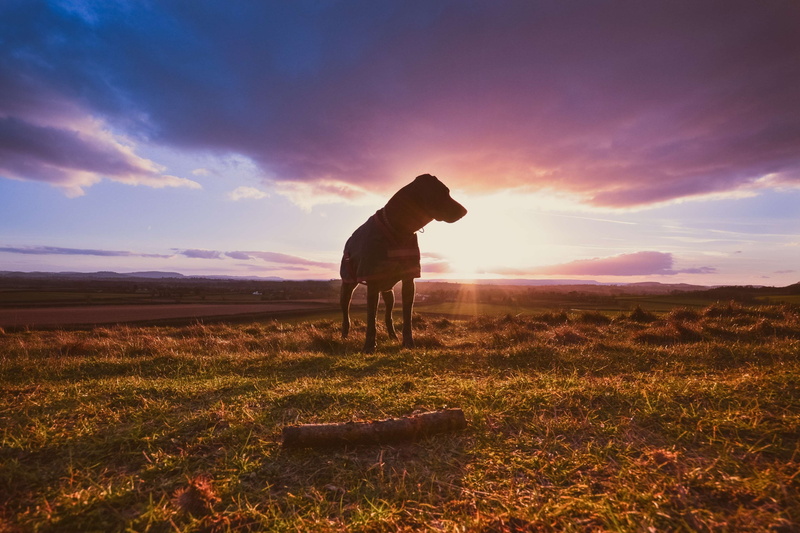 stick, sunset, silhouette, land, sky, one person, beauty in nature, one animal, mammal, full length, landscape, men, grass, environment, night, shadow