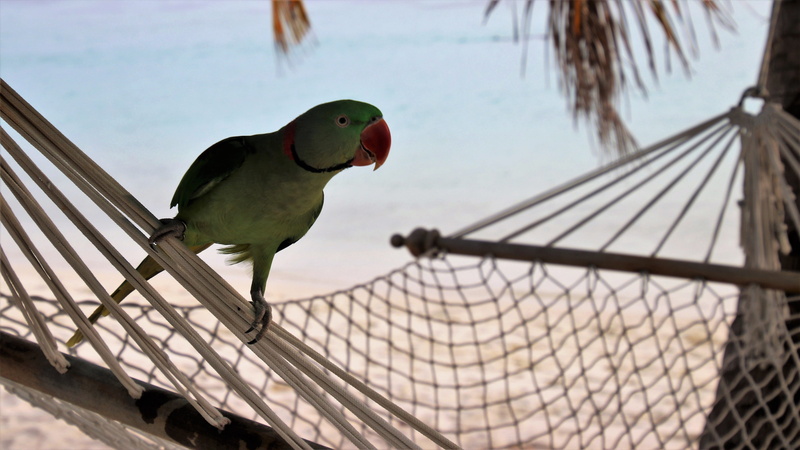 holidays, exotic, animal wildlife, sky, blue, animal, ringed, boiling hot, profile, daytime, parakeet, colorful, perching, 5K, sandy beach, full length