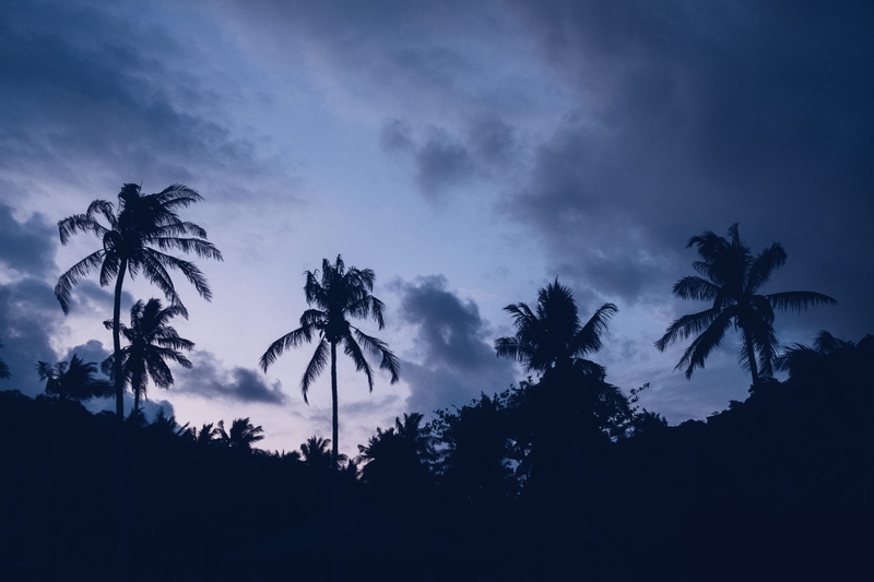 silhouette, trees, palm, non-urban scene, scenics - nature, growth, 5K, sky, coconut palm tree, palm tree, cloud - sky, land, coconut, cloud, gray, forest