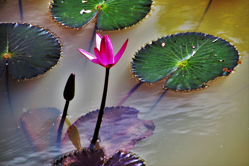 travel, water, floating on water, leaves, at the court of, lotus water lily, 5K, pond, lily, alive, the background, flowering plant, the environment, flower head