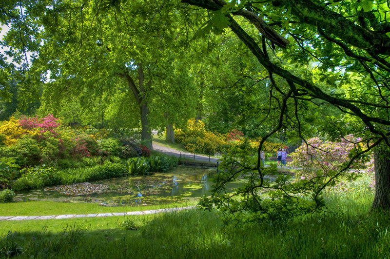 no People, reflection, autumn, maple Tree, new York City, japan, water, tranquil Scene, flower, springtime, scenics, yellow, bush, woodland, central Park