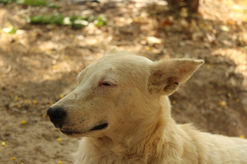 candid, land, animal, india, lazy, owe village, looking, navi mumbai, pet, pets, close-up, field, dog, stray dog, animal head, domestic animals, close up