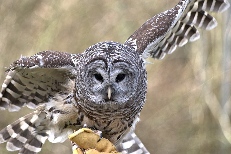 owl, one animal, animal wildlife, looking at camera, flying, animal, gray, bird, vertebrate, nature, focus on foreground, no people, bird of prey, close-up