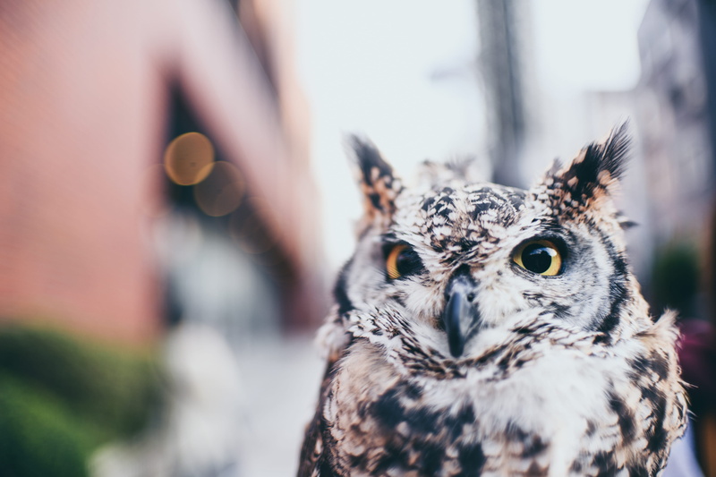 beak, close-up, owl, selective focus, nature, person, mammal, bird of prey, one animal, fowl, selective, ow, day, vulture, jaguar, human, poultry, animal eye