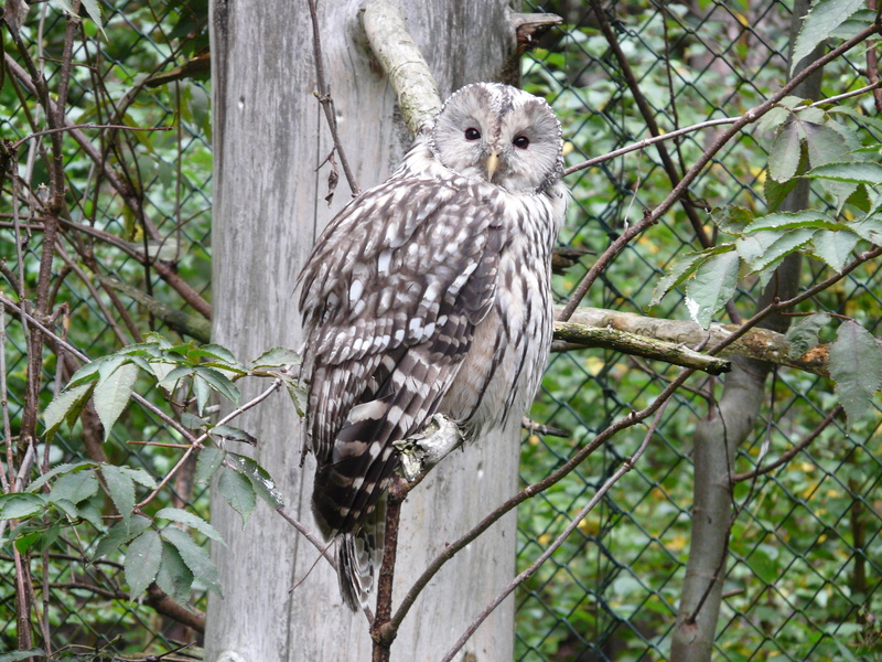 animals in the wild, animal themes, owl, one animal, day, rest, strix, animal wildlife, bird, focus on foreground, tree, plant, leaf, outdoors, bird of prey