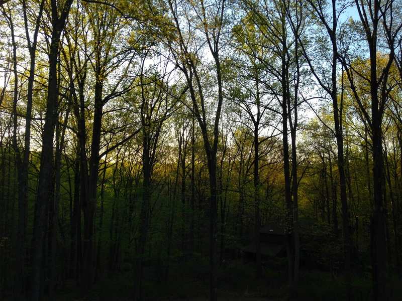 tranquility, no people, trunk, forest, non-urban scene, tree, trees, united states, nature, landscape, 2K, plant, environment, tree trunk, scenics - nature