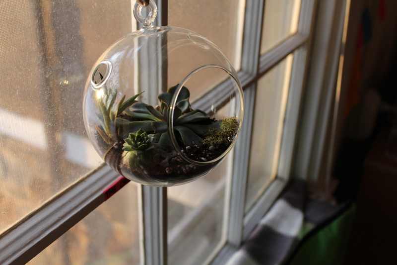 herb, potted plant, glass - material, plant, garden, plant part, glass, sun, food and drink, reflection, window, day, indoors, leaf, focus on foreground