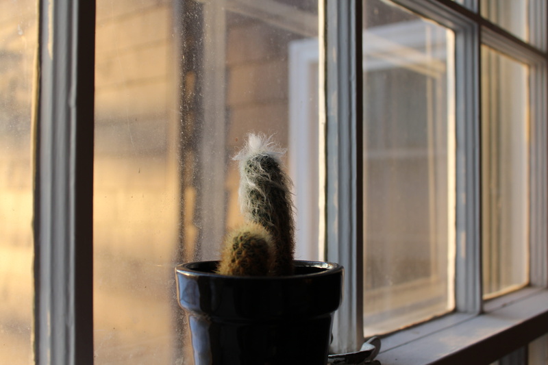 indoors, looking, day, mammal, reflection, window, cactus, window sill, 5K, one animal, pets, focus on foreground, transparent, domestic, glass - material