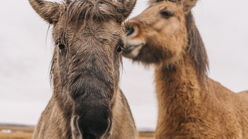 travel photographer, portrait, animal, animal family, day, brown, mammal, two animals, animal themes, iceland, europe, wild life, animal body part, beauty