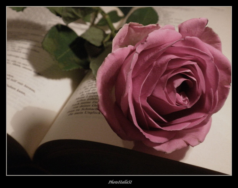 nature and landscapes, untouched, pink, soft, flower, 1080P, memories, book, rose