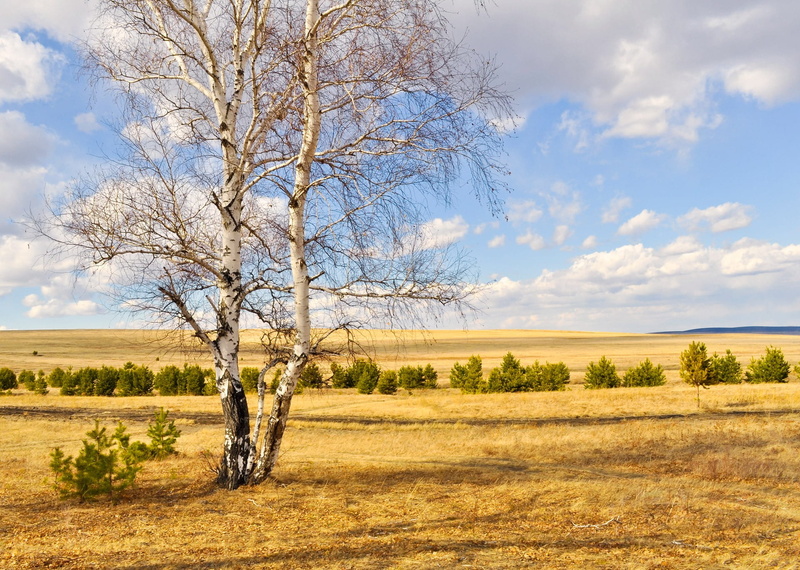 untouched, outdoor, scenics - nature, non-urban scene, leaves, rural scene, birch trees, landscape, tranquil scene, plant, grass, woodland, sunny, clouds