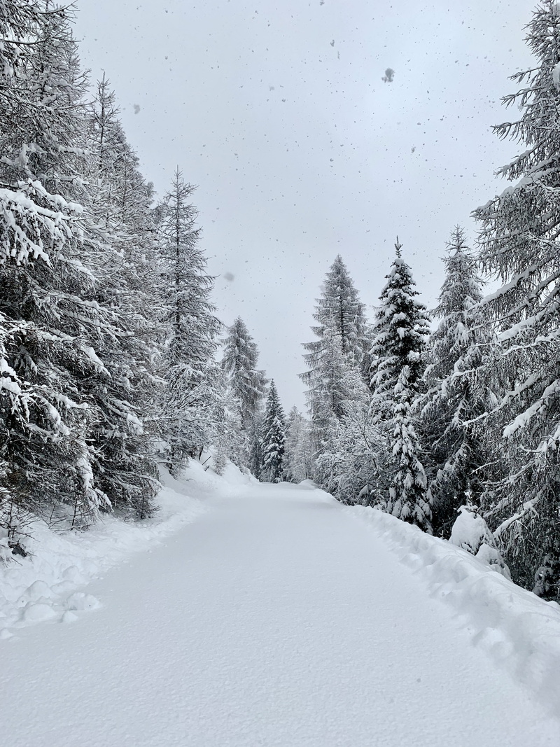 extreme weather, pine tree, beauty in nature, conifer, tree, 4K, forest, sky, outdoors, plant, snowfall, snowcapped mountain, fir, austria, ice, gemeinde mallnitz