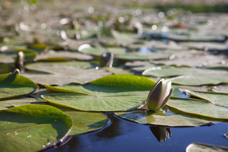 leaves, lily, plant, outdoor, floating, floating on water, water lily, pond, leaf, summer, beauty in nature, no people, tender, outdoors, green color, growth
