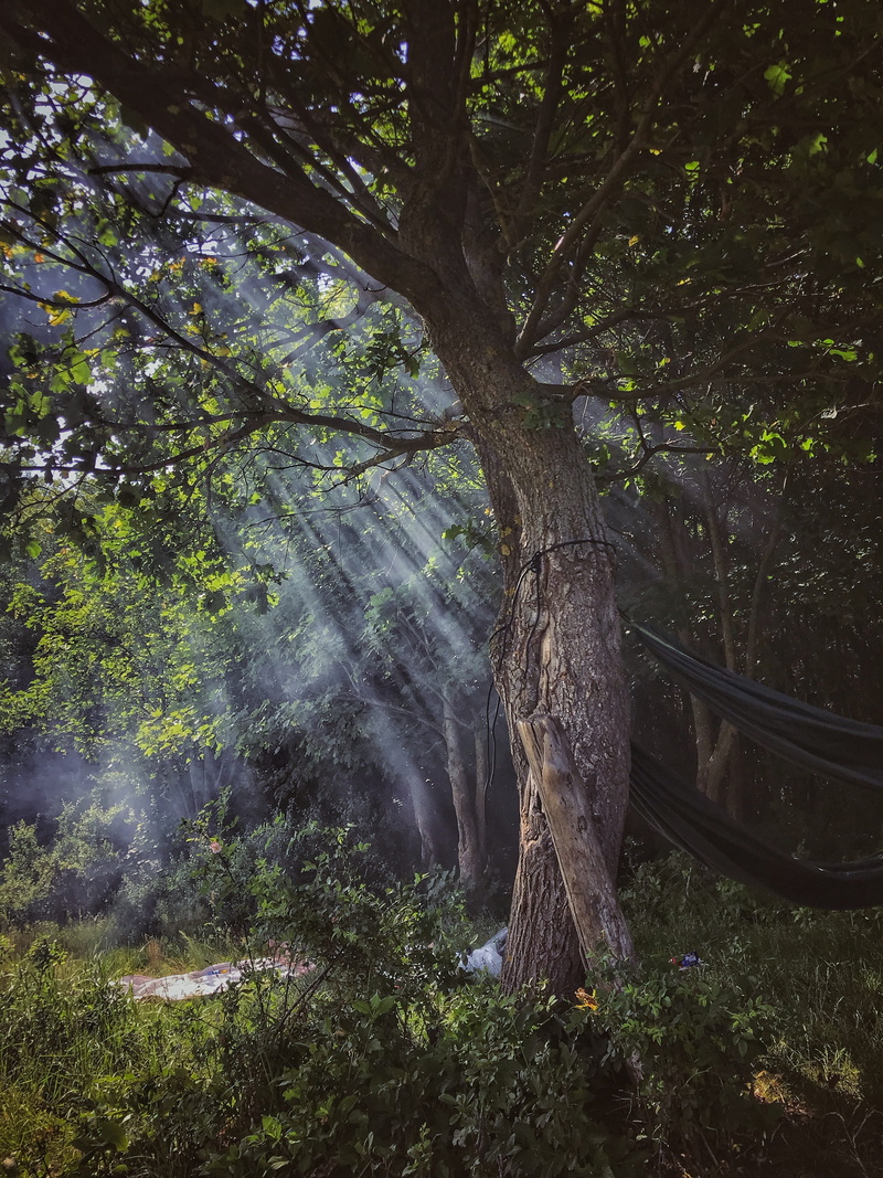 nature, growth, morning, day, brown, relaxed, god, summer, beauty in nature, fairytale, non-urban scene, tree, water, tranquility, flowing, calm, beauty