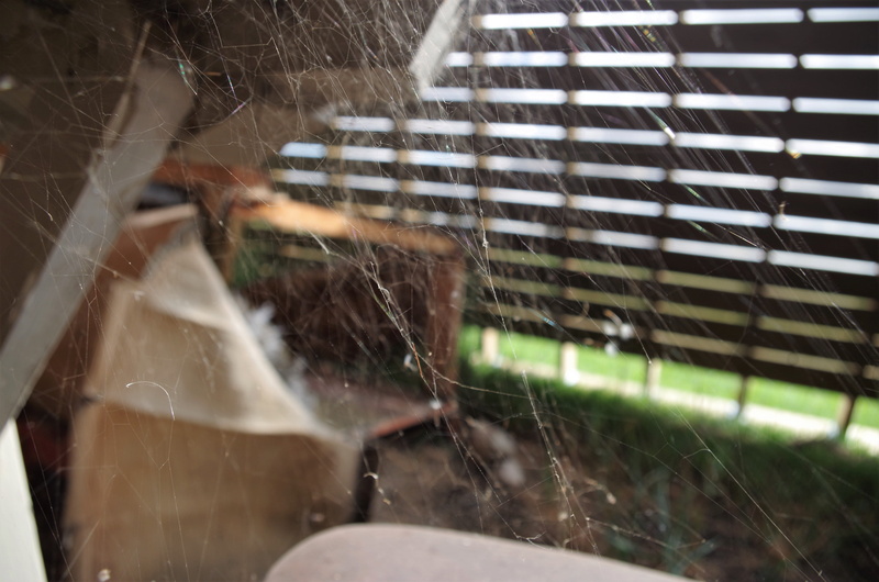selective focus, spider web, mammal, spider, sunlight, fragility, vulnerability, metal, indoors, old, dust, day, animal, dom, animal themes, shed, close-up