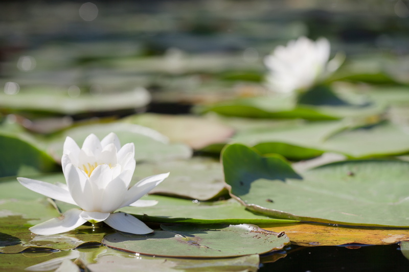 floating, untouched, plant, purity, lily, tender, plant part, beauty in nature, outdoors, freshness, fragility, no people, summer, outdoor, petal, floating on water