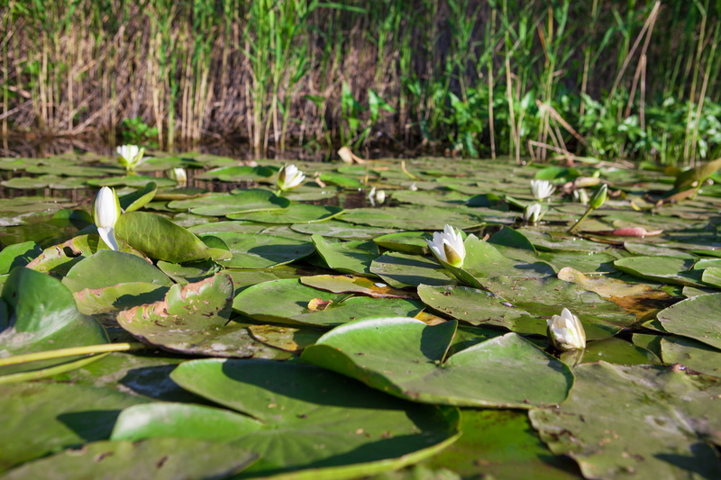 5K, floating on water, summer, untouched, calm, lily, water, tender, green color, outdoors, lotus water lily, nature, flower, floating, swamp, leaf, beauty in nature