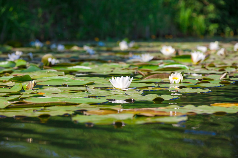 vulnerability, fragility, lake, 2K, water, purity, pond, plant, growth, floating, water lily, nature, freshness, summer, beauty in nature, flower head