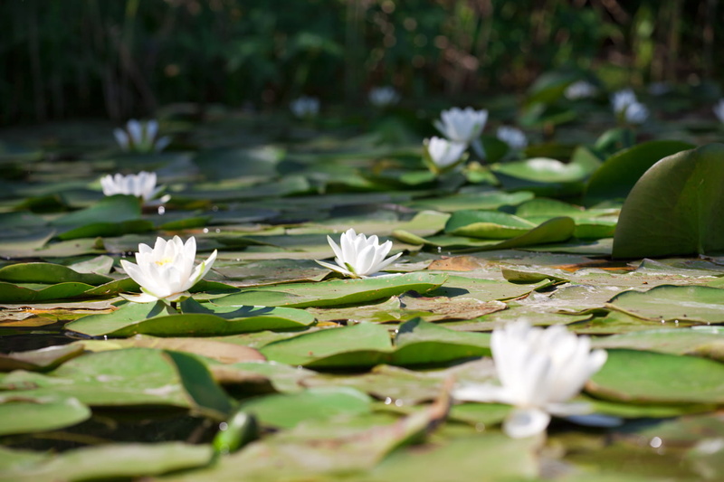 fragility, tender, floating on water, leaves, freshness, vulnerability, 720P, clean, floating, untouched, lily, outdoor, water, water lily, petal, lotus water lily