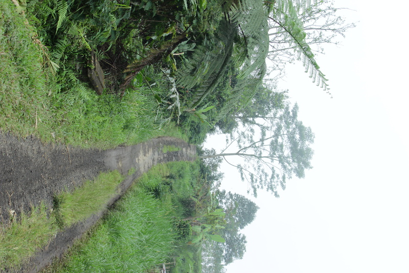 tranquil scene, plant, indonesia, rain, senganan, beauty in nature, village, land, 5K, untouchable village life, non-urban scene, bali, no people, water
