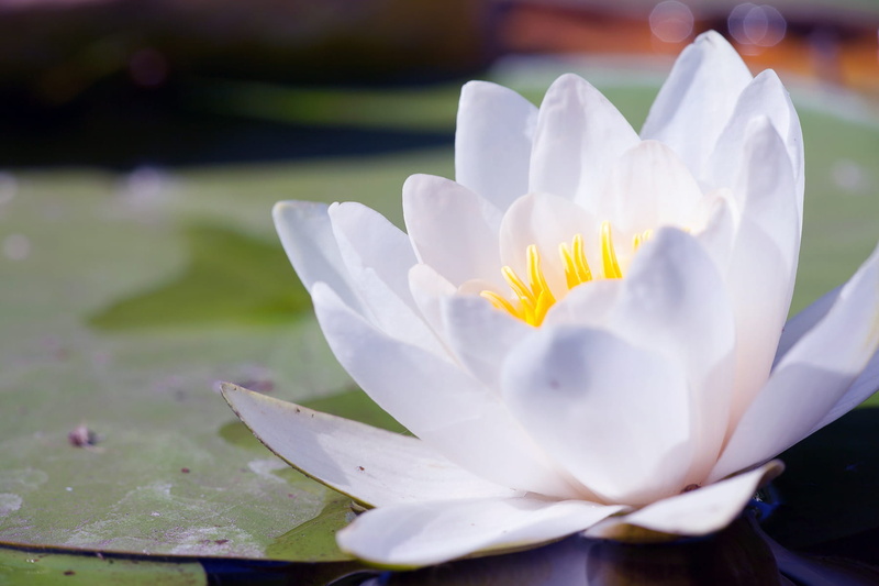 lake, flower, outdoors, floating on water, plant, inflorescence, close-up, purity, springtime, tender, softness, beauty in nature, vulnerability, nature