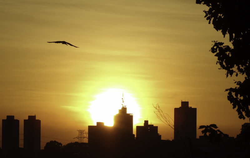 animal themes, skyscraper, sky, built structure, vertebrate, building, orange color, architecture, cityscape, eventide, office building exterior, fly, Orange Sky