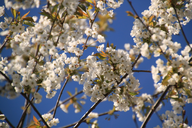 white color, freshness, flowering plant, flora, spring awakening, plant, flower head, outdoors, low angle view, leaves, flower, close, blossom, cherry blossom