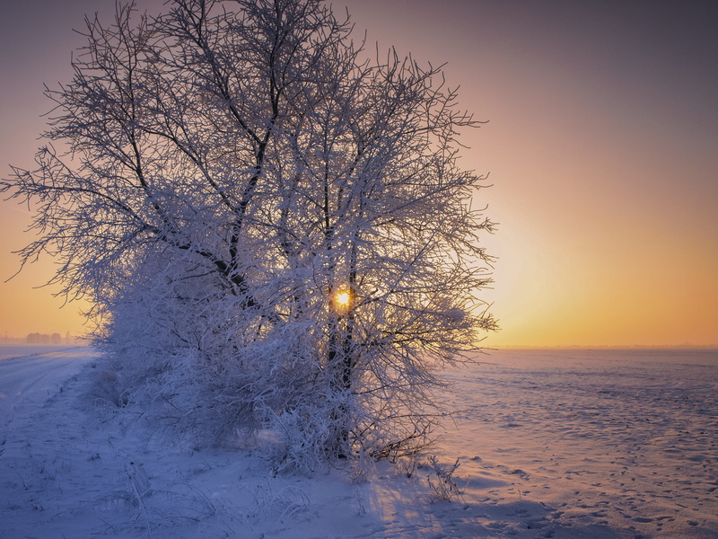 bare tree, light, outdoors, Snow, Landscape, scenics - nature, nature, tree, no people, cold temperature, Winter, back light, environment, sky, snowy, winter dream