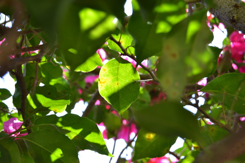 wild, 4K, no people, sun, drops, bright leaf, light, food and drink, green leaf, against light, leaf, pink color, leaves, garden, plant, trees, beauty in nature