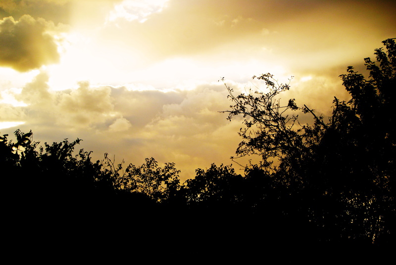 tree, no people, beauty in nature, scenics - nature, sunset, cloud - sky, clouds, light, nature, tranquil scene, against day, shades, tranquility, sky