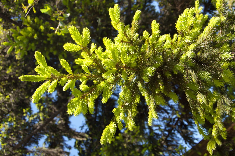 fir branches in the sun, close-up, bright green branches of spruce, selective focus, tranquility, branch, sunlight, nature, spruce, no people, plant part