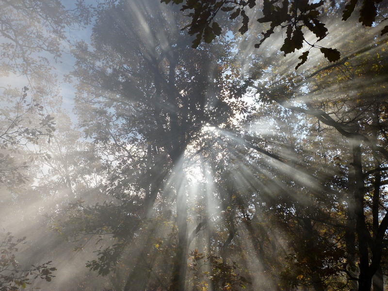 outdoors, scenics - nature, backgrounds, foliage, lens flare, sky, trunk, growth, sunlight, tree canopy, mist, low angle view, day, bright, no people, branch