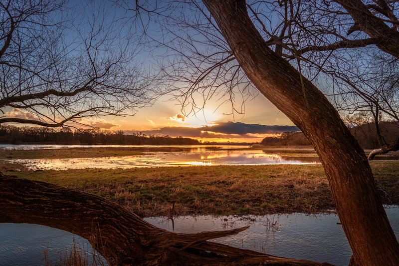 bare tree, trunk, tranquility, scenics - nature, river, body, plant, evening, branch, elbe, cloud - sky, sunset, tree, tranquil scene, idyllic, outdoors