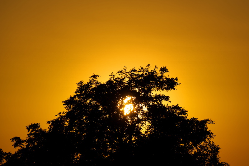 treetop, red, evening sky, sky, silhouette, rays, tranquility, outdoors, silhouette against the light, scenics - nature, sunset, tree, beauty in nature