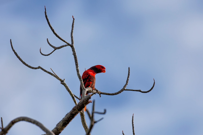 animals in the wild, tree, vertebrate, parrot, indonesia, animal themes, nature, halmahera, tropical, animal wildlife, no people, sky, beauty in nature