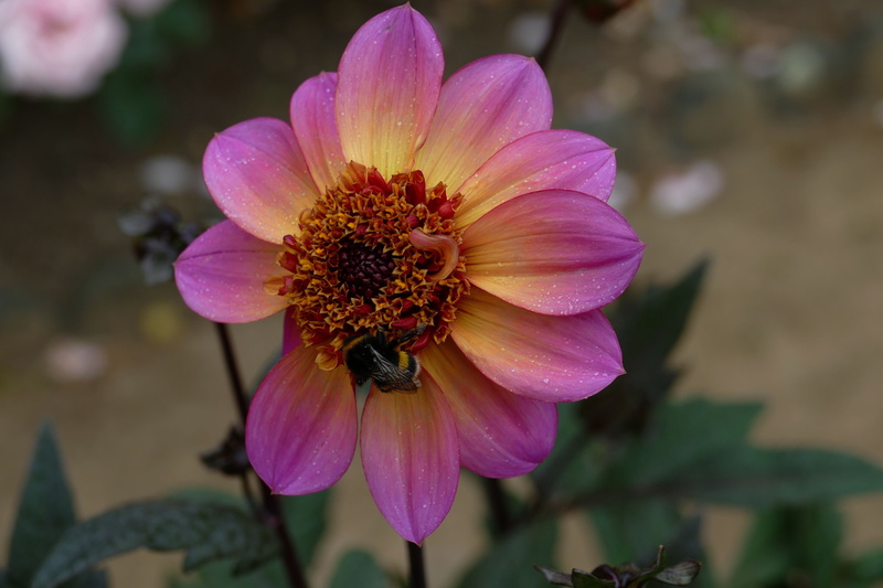 united kingdom, garden, pollination, blossom, flower, hummel, park, dahlia, beauty in nature, pollen, vulnerability, inflorescence, purple, flora, day