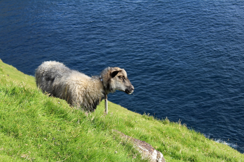 pets, faroese sheep, green color, beauty in nature, day, mammal, grass, animal, livestock, herbivorous, one animal, outdoors, 5K, animal themes, mountain side