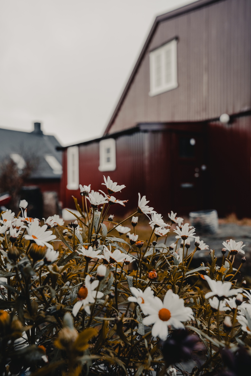 growth, tórshavn, vulnerability, white, flowers, pollution, beauty in nature, rural, outdoors, building, winter, house, plant, blossom, building exterior