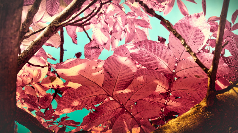 5K, pink color, dream world, growth, no people, day, natural condition, branch, close-up, leaf, nature, mood, plant part, fairytale, background, tree
