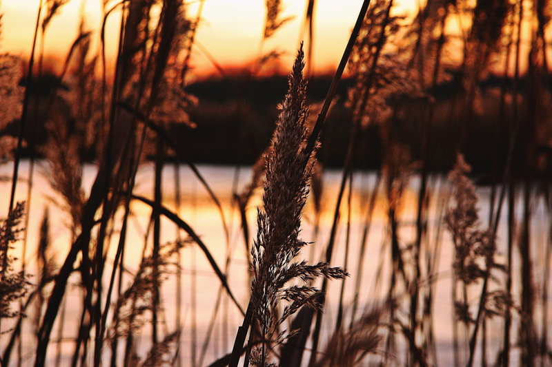 beauty in nature, sunlight, evening, plant stem, frozen, trees, good weather, summer, sun, lake, no people, 2K, beautiful, land, day, winter, sky, setting
