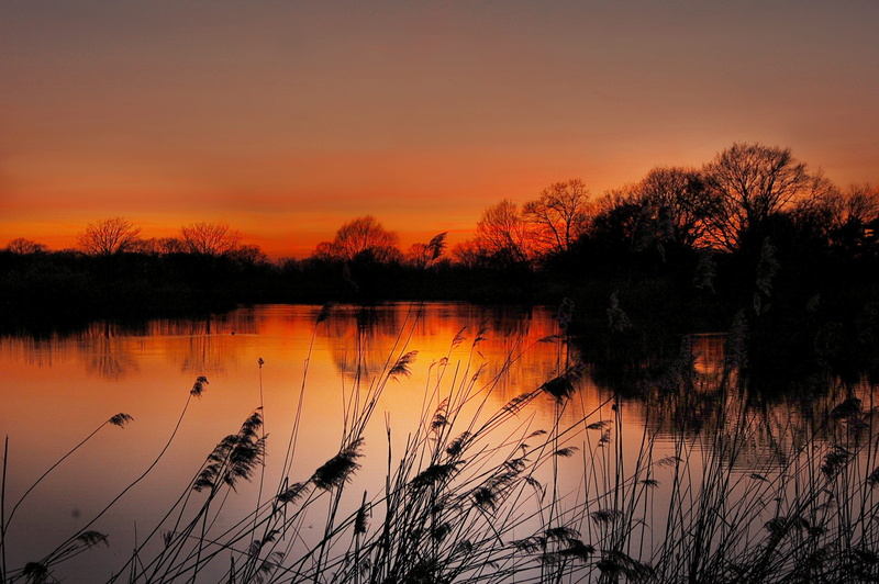 reed, Nature, sunlight, beauty in nature, romantic sky, afterglow, sky, on the water, 2K, glow, near, grass, Sun, evening sky, mood, summer, silhouette