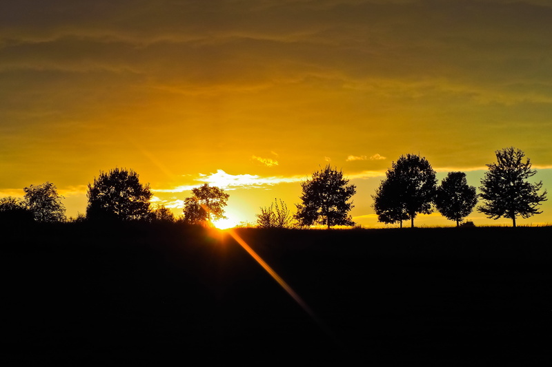 trees, yellow, scenics - nature, plant, outdoors, tranquil scene, silhouette, sunset, nature, tree, sun, sunbeam, cloud - sky, evening, scenic, tranquility