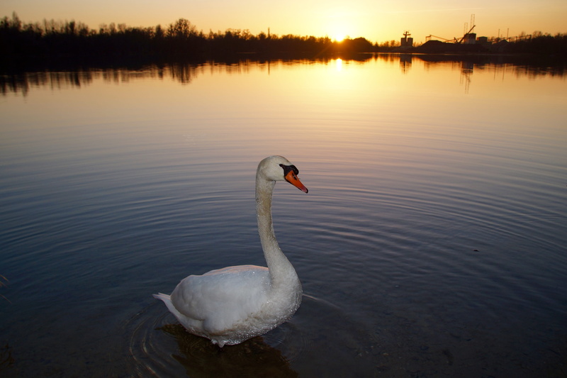 dusk, Sunset, sky, animal, afterglow, mirroring, atmospheric, lichtspiel, vertebrate, pond, sun, bank, drip, one animal, sunlight, landscape, evening, evening sun