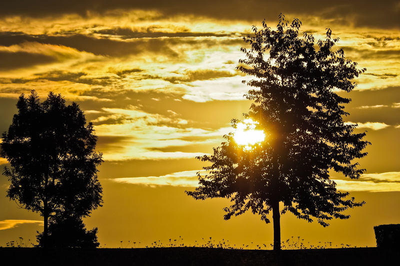 sunset, nature, abendstimmung, lighting, forest, yellow, idyllic, sky, silhouettes, sunbeam, dramatic sky, trees, orange, mood, tranquil scene, no people