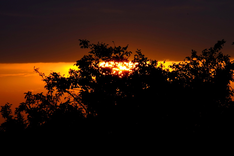 glow, Reflections, Sunset, orange, light, no people, low angle view, non-urban scene, growth, tree, outdoors, plant, silhouette, sunlight, sun, landscape