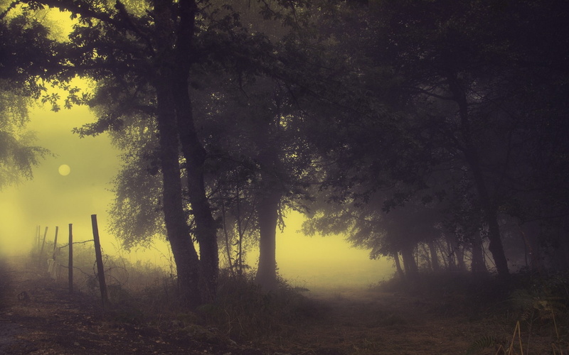 fence, morning, tranquil scene, scenics - nature, path, 1080P, trees, outdoors, no people, land, tree trunk, landscape, forest, beauty in nature, idyllic