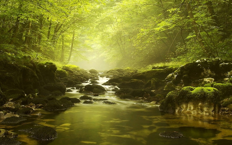 forest, shrubs, moss, river, nature, mist, green, landscape, 480P, trees, morning, water
