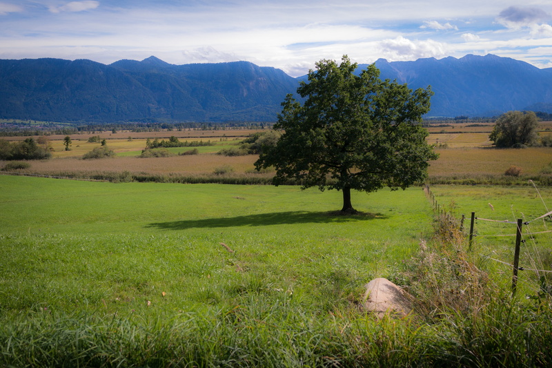 sky, tree, moor, no people, cloud - sky, tranquility, lonely, mountains, day, alone, ester mountains, alpine, rural scene, tranquil scene, semi-arid, moss